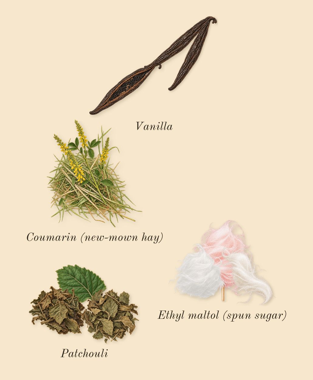 Angel, dry-down: Patchouli, Vanilla, Ethyl maltol (spun sugar), Coumarin (new-mown hay)