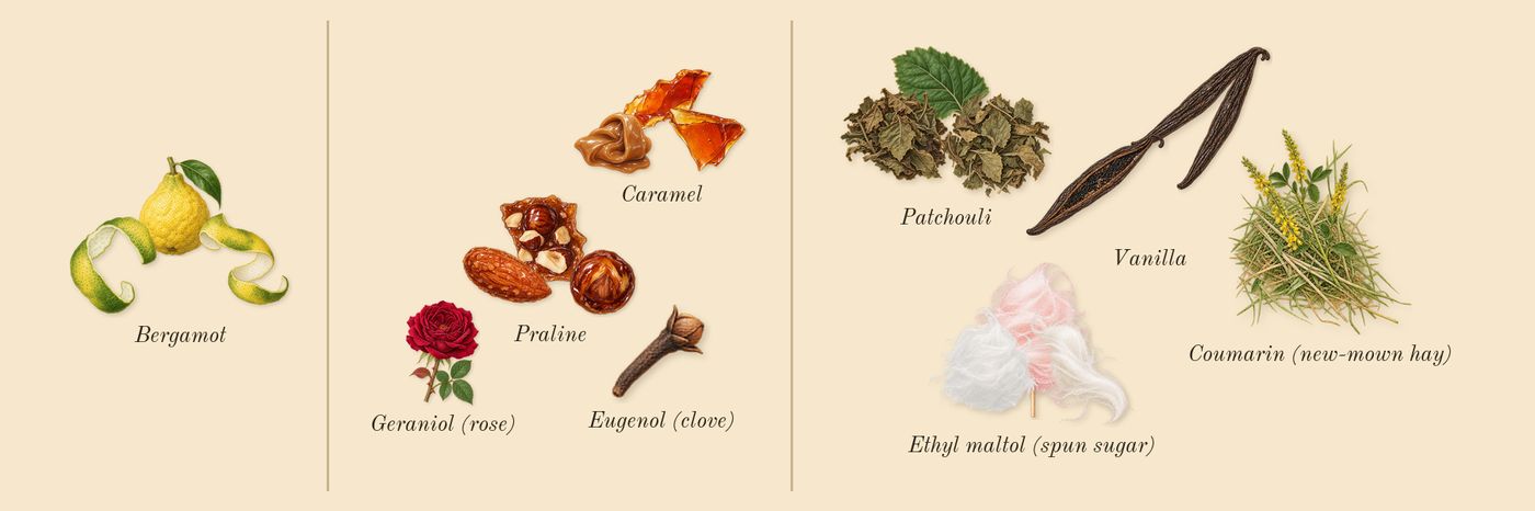 Angel’s scent picture, a draft: bergamot, praline, patchouli, vanilla, caramel, ethyl maltol (spun sugar) drawn so far; dashed outlines where nothing is drawn yet