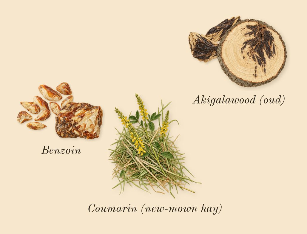 Angel Nova, dry-down: Akigalawood (oud), Benzoin, Coumarin (new-mown hay)