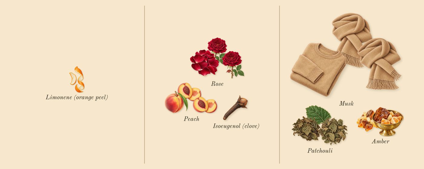 For Her’s scent picture, a draft: peach, rose, musk, patchouli, amber, limonene (orange peel) drawn so far; dashed outlines where nothing is drawn yet