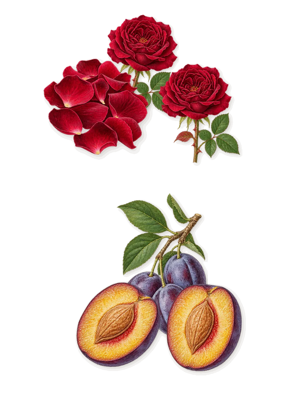 For Her Musc Noir Rose, as it settles: Plum, Rose