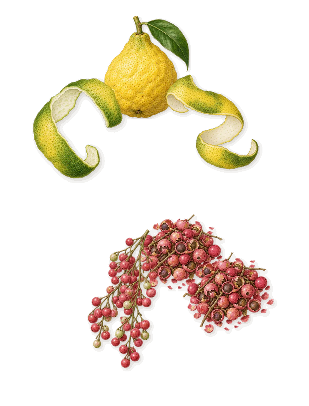 For Her Musc Noir Rose, when you spray it: Bergamot, Pink pepper