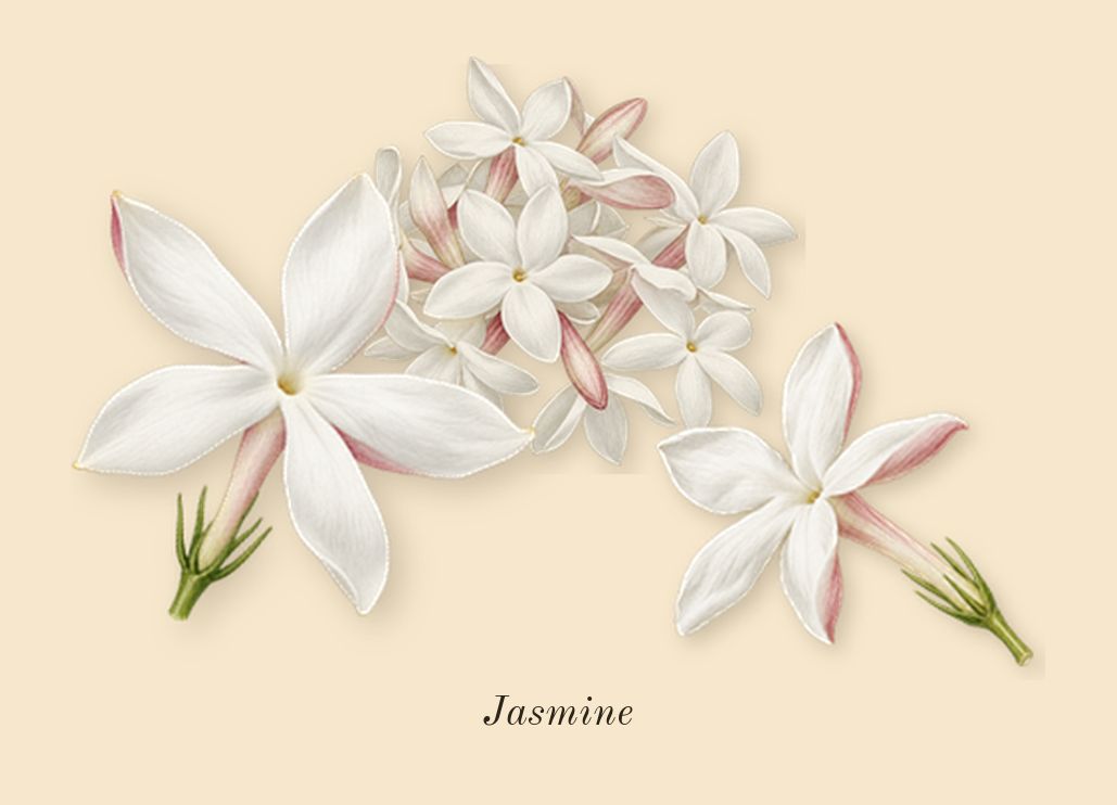 For Her Pure Musc Blanc, heart: Jasmine