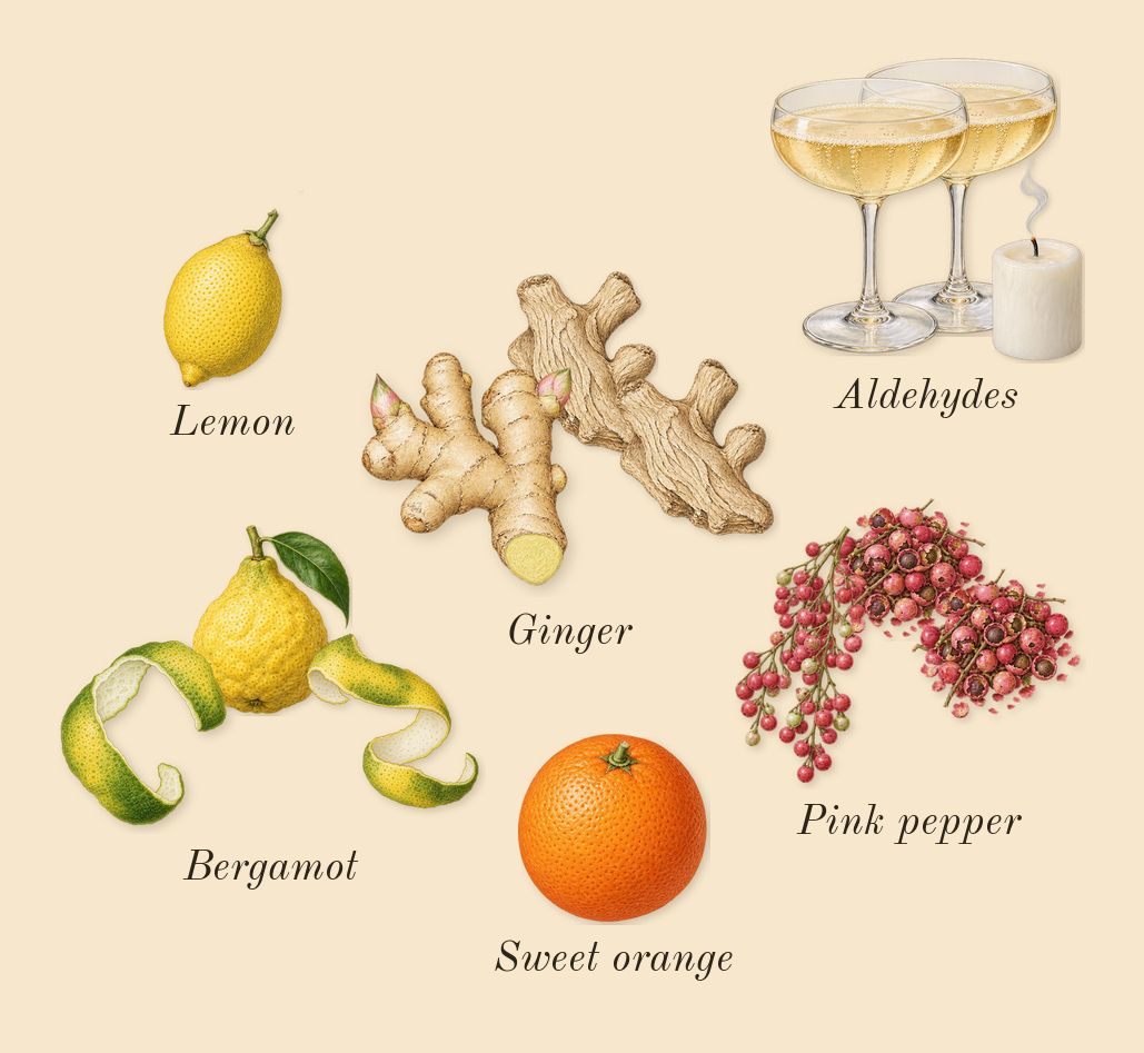 For Her Pure Musc Blanc, top notes: Aldehydes, Bergamot, Pink pepper, Ginger, Lemon, Sweet orange