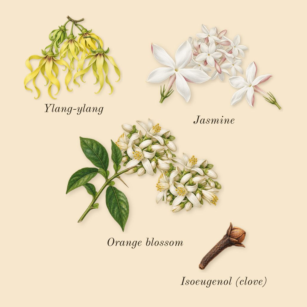 For Her Pure Musc, heart: Orange blossom, Jasmine, Ylang-ylang, Isoeugenol (clove)