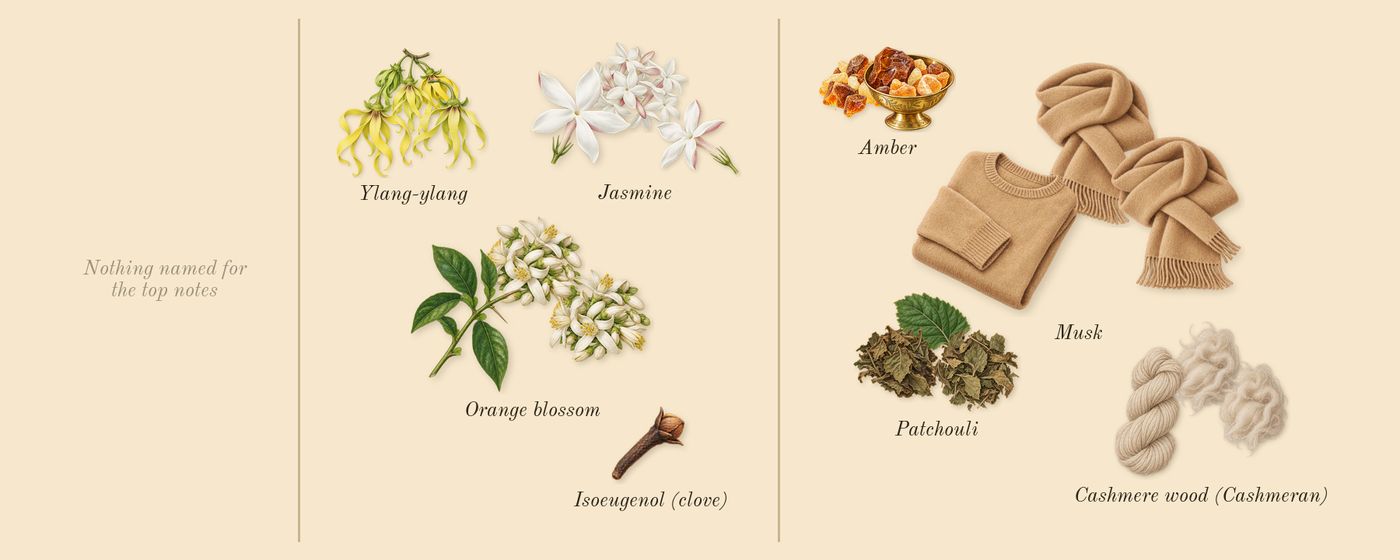 For Her Pure Musc’s scent picture, a draft: orange blossom, jasmine, musk, cashmere wood (cashmeran), ylang-ylang, amber drawn so far; dashed outlines where nothing is drawn yet