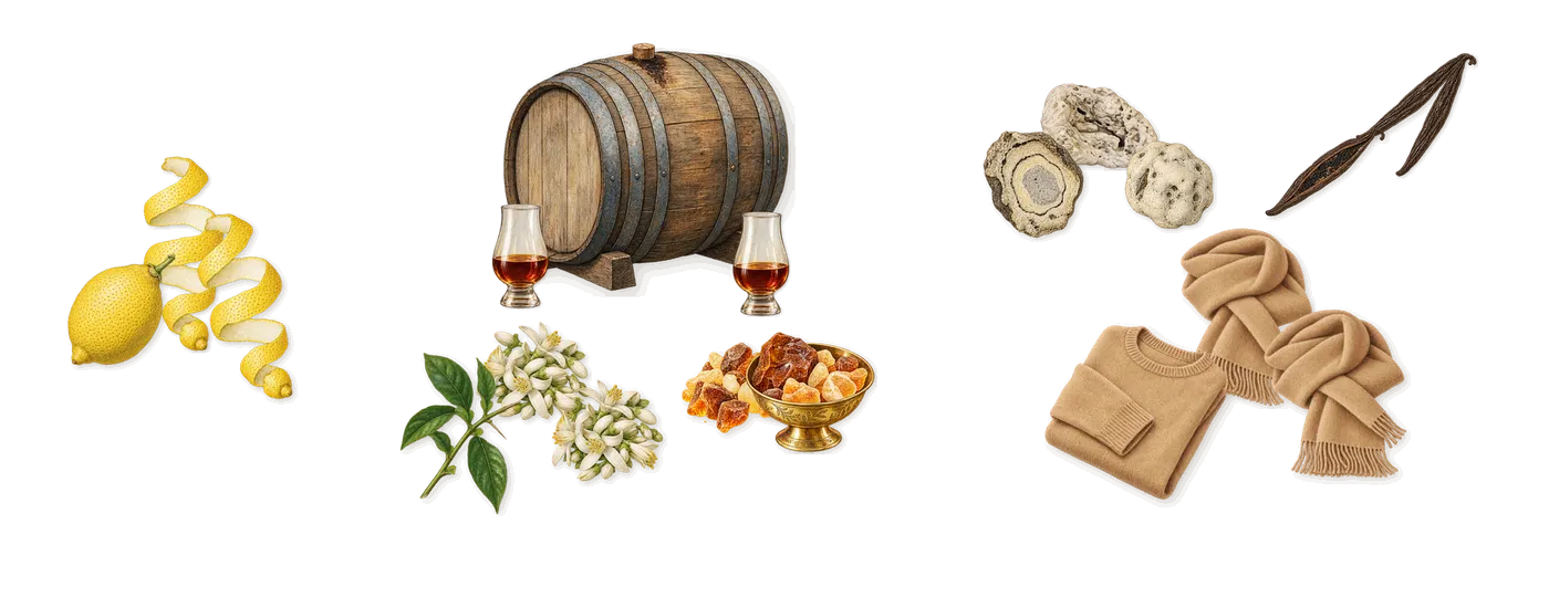 Amber Radiance’s scent picture, a draft: lemon, rum, amber, orange blossom, vanilla, musk drawn so far; dashed outlines where nothing is drawn yet