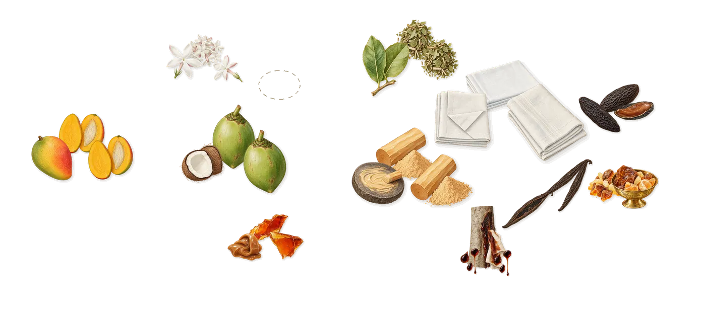 Happy Dust’s scent picture, a draft: mango, mate, coconut, vanilla, jasmine, brown sugar drawn so far; dashed outlines where nothing is drawn yet