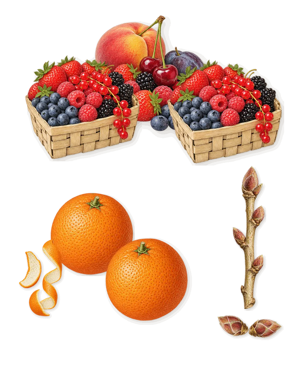 Narco Oasis, when you spray it: Fruity notes, Blackcurrant, Sweet orange