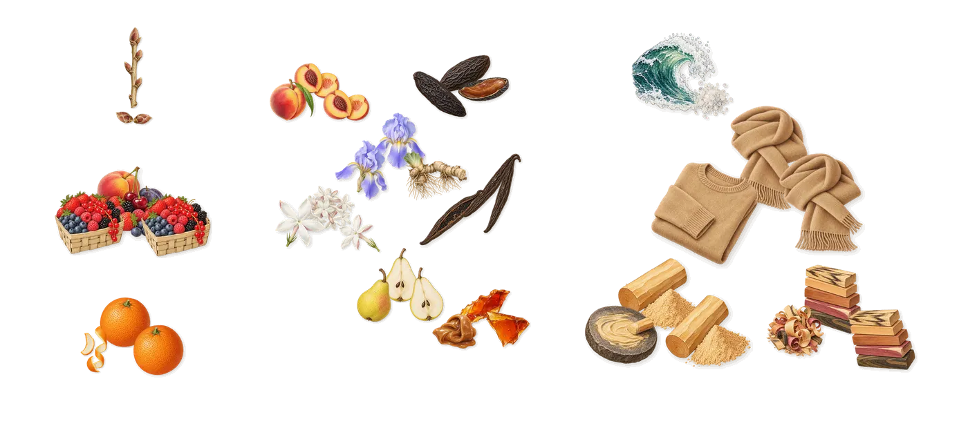 Narco Oasis’s scent picture, a draft: fruity notes, blackcurrant, sweet orange, peach, pear, jasmine drawn so far; dashed outlines where nothing is drawn yet
