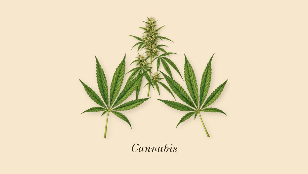 Black Afgano, heart: Cannabis
