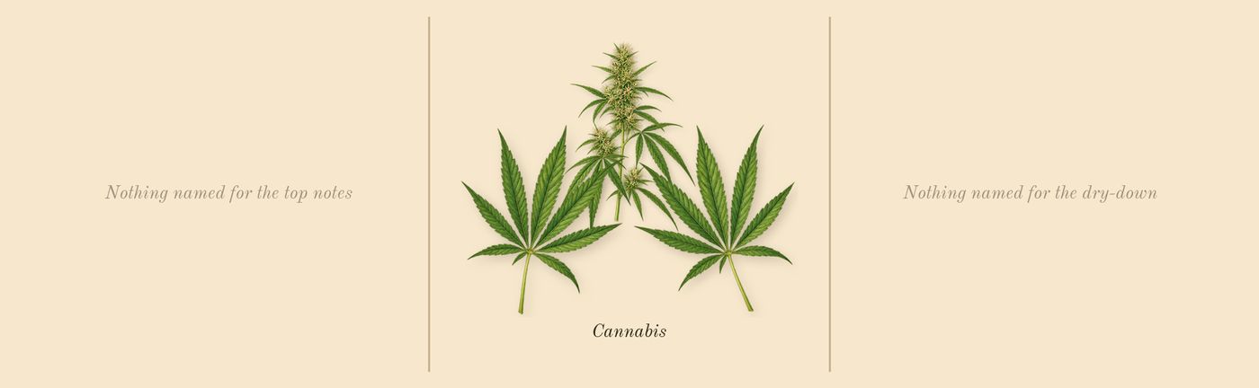 Black Afgano’s scent picture, a draft: cannabis drawn so far; dashed outlines where nothing is drawn yet