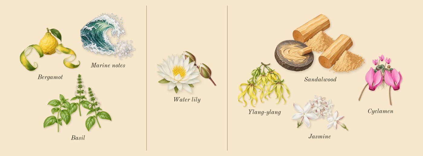 Blue’s scent picture, a draft: basil, marine notes, bergamot, jasmine, cyclamen, ylang-ylang drawn so far; dashed outlines where nothing is drawn yet