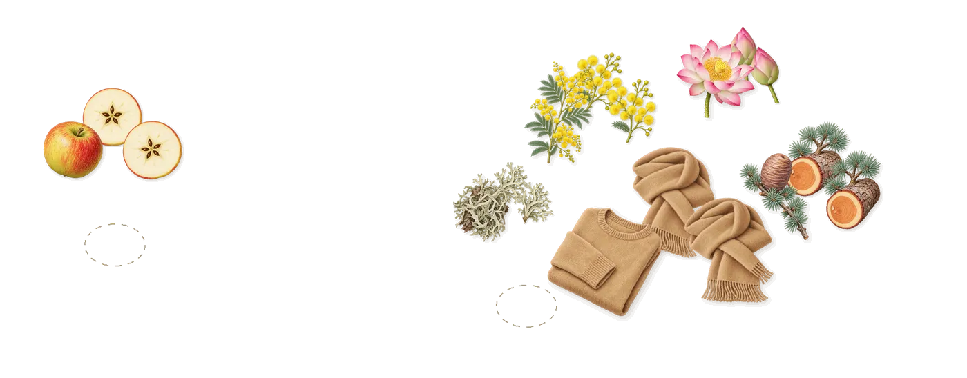 Voyage’s scent picture, a draft: apple, mimosa, lotus, cedar, musk, oakmoss drawn so far; dashed outlines where nothing is drawn yet