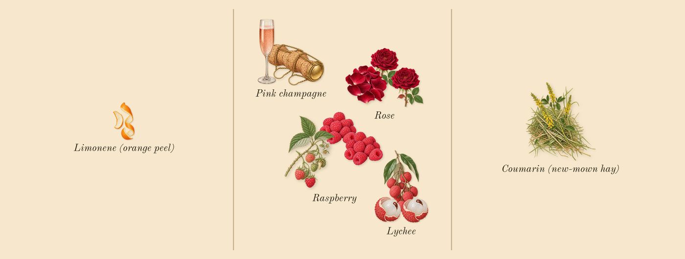 Lychee Rose’s scent picture, a draft: rose, lychee, pink champagne, raspberry, coumarin (new-mown hay), limonene (orange peel) drawn so far; dashed outlines where nothing is drawn yet