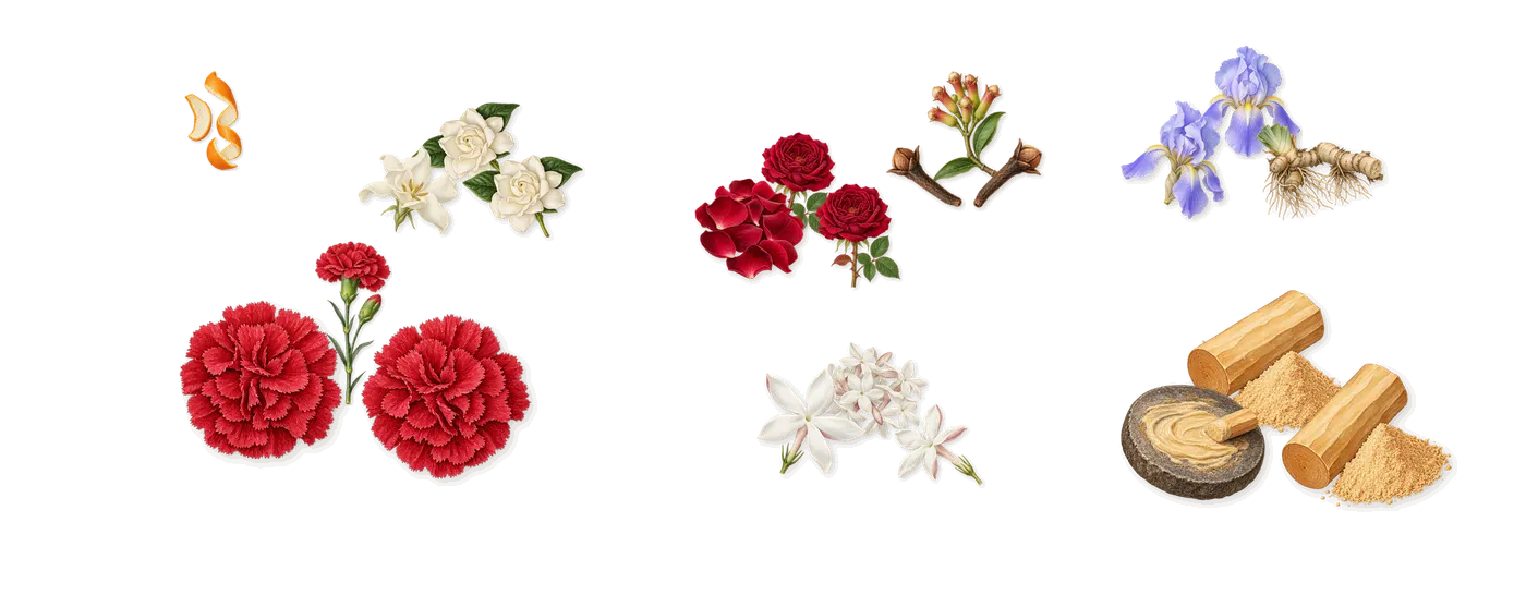 L'Air du Temps’s scent picture, a draft: carnation, gardenia, rose, jasmine, sandalwood, iris drawn so far; dashed outlines where nothing is drawn yet