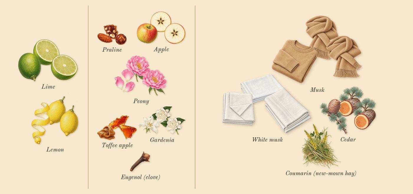 Nina’s scent picture, a draft: lemon, lime, gardenia, toffee apple, cedar, white musk drawn so far; dashed outlines where nothing is drawn yet