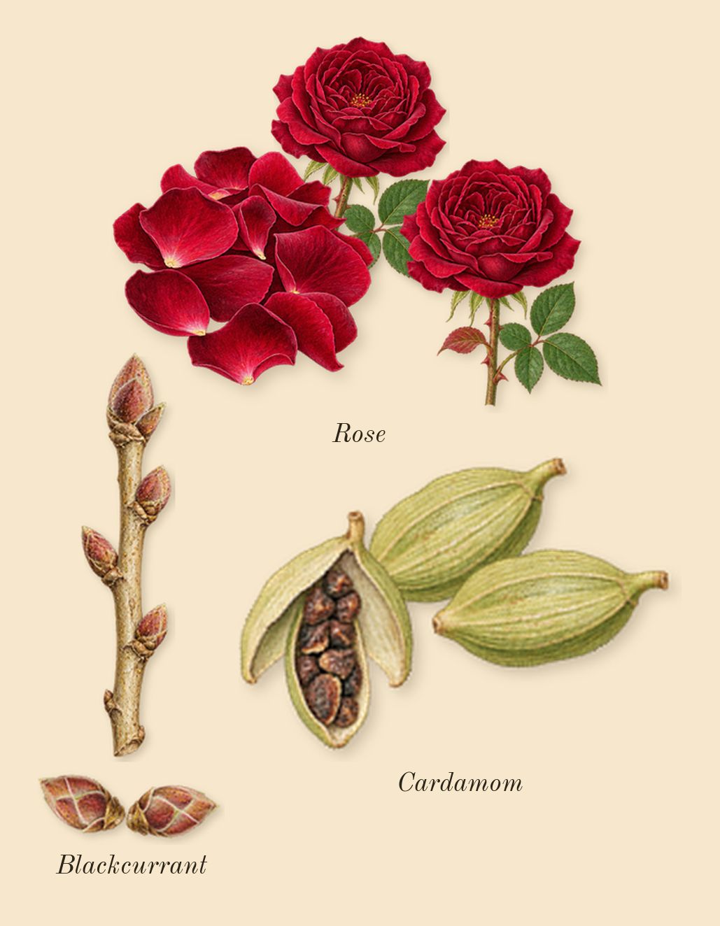 Ani, heart: Blackcurrant, Rose, Cardamom