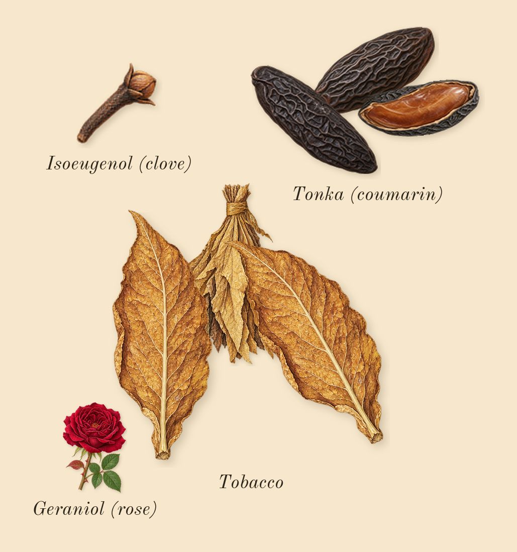 Fan Your Flames, heart: Tobacco, Tonka (coumarin), Geraniol (rose), Isoeugenol (clove)
