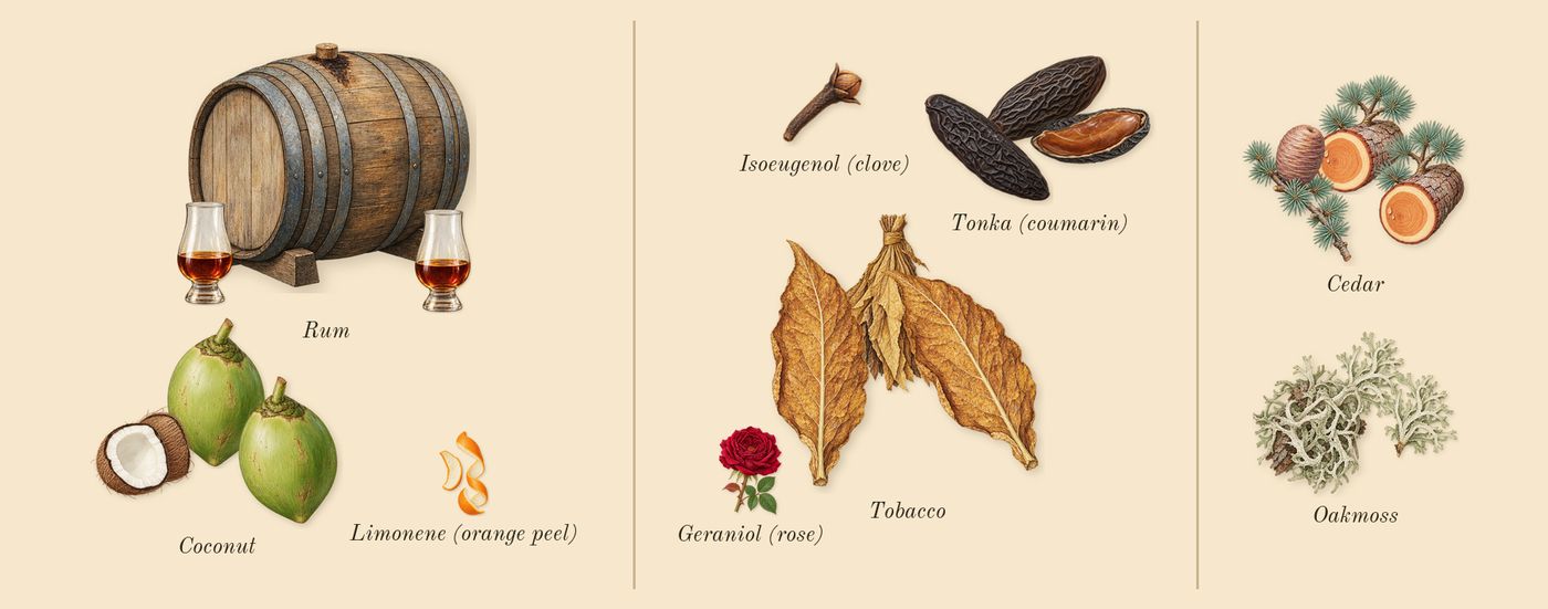 Fan Your Flames’s scent picture, a draft: coconut, rum, tobacco, tonka (coumarin), oakmoss, cedar drawn so far; dashed outlines where nothing is drawn yet