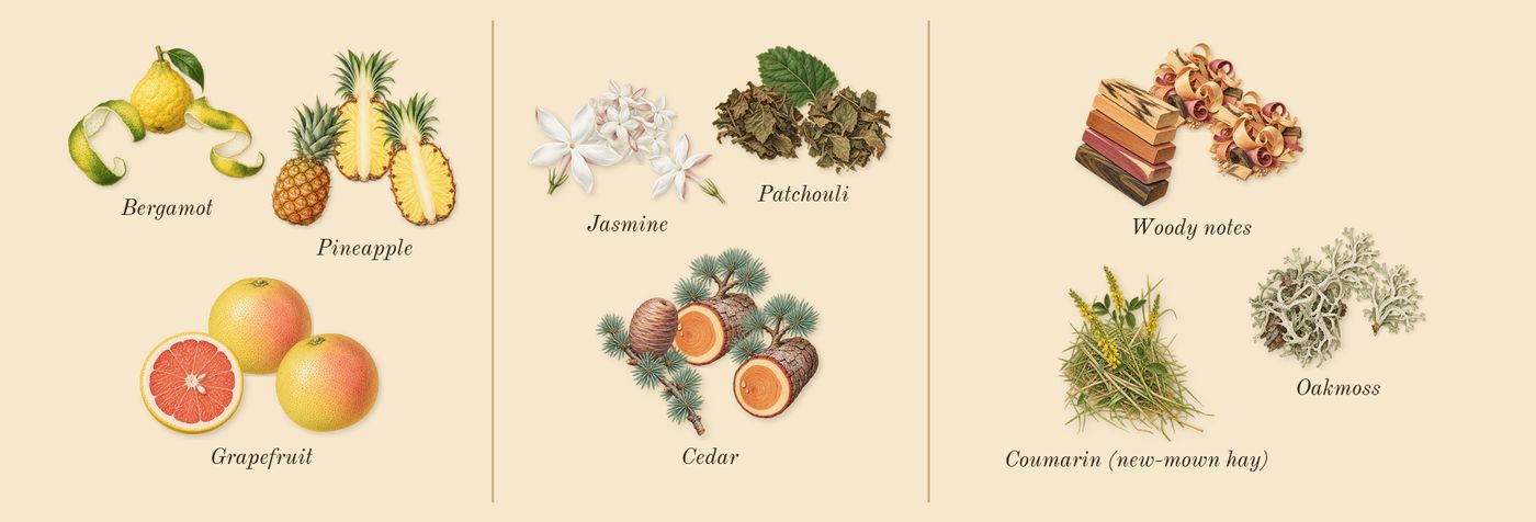 Hacivat’s scent picture, a draft: bergamot, pineapple, grapefruit, jasmine, patchouli, cedar drawn so far; dashed outlines where nothing is drawn yet