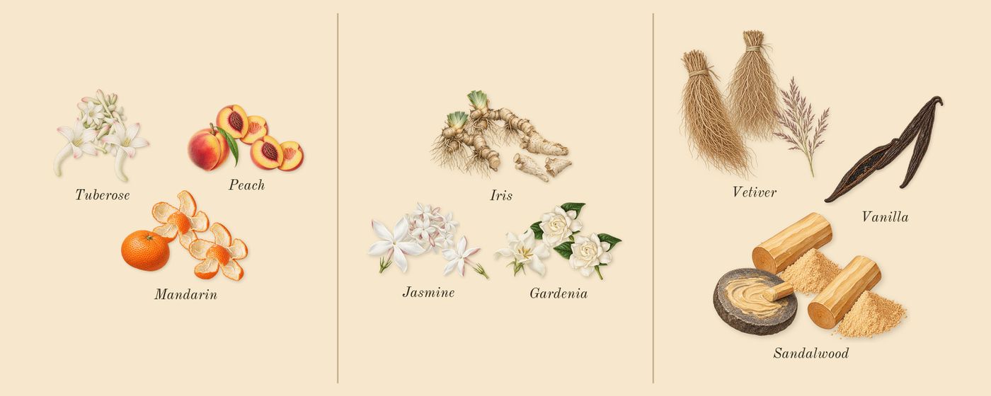 Hundred Silent Ways’s scent picture, a draft: tuberose, mandarin, peach, jasmine, gardenia, iris drawn so far; dashed outlines where nothing is drawn yet
