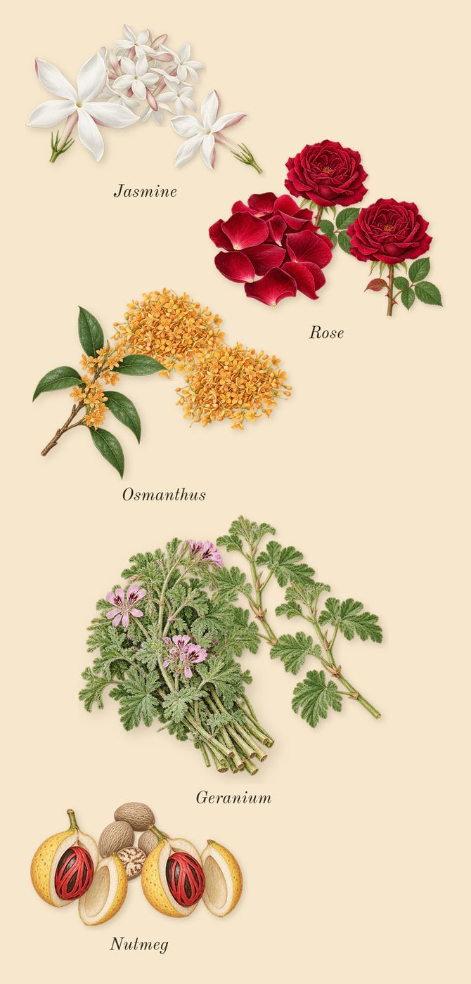 Nefs, heart: Rose, Osmanthus, Geranium, Jasmine, Nutmeg