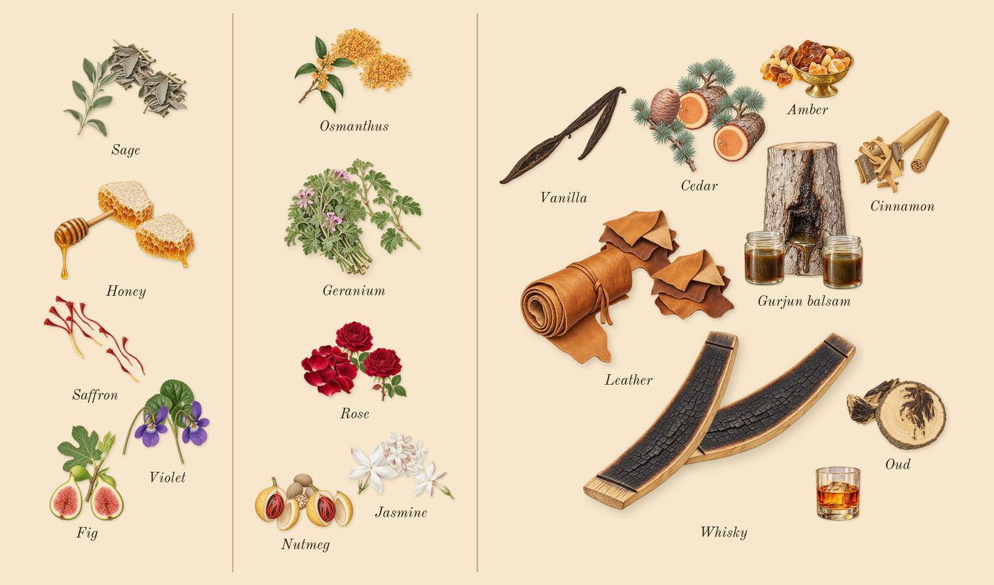 Nefs’s scent picture, a draft: honey, violet, sage, saffron, fig, rose drawn so far; dashed outlines where nothing is drawn yet