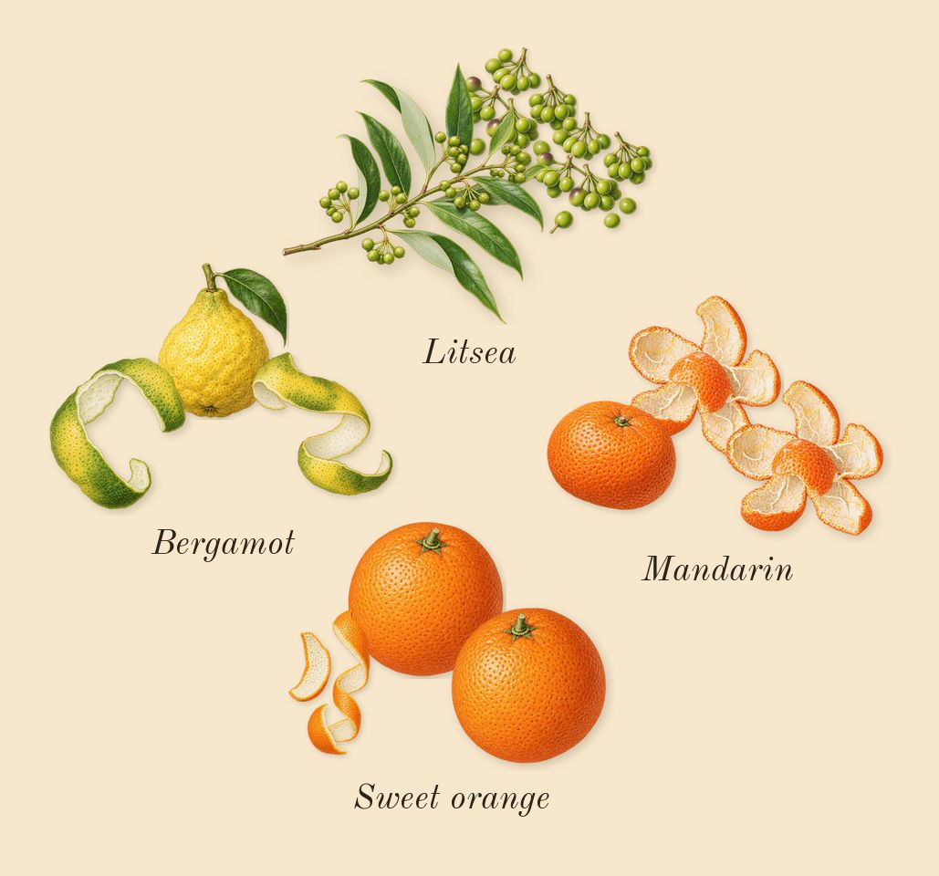 Wūlóng Chá, top notes: Bergamot, Sweet orange, Litsea, Mandarin