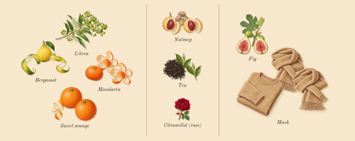 Wūlóng Chá’s scent picture, a draft: bergamot, sweet orange, litsea, mandarin, tea, nutmeg drawn so far; dashed outlines where nothing is drawn yet