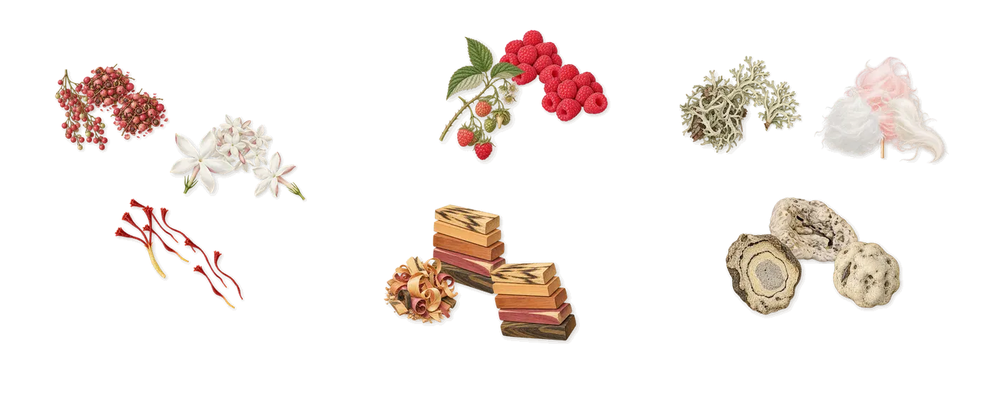 12:00’s scent picture, a draft: pink pepper, jasmine, saffron, raspberry, woody notes, ambroxan (ambergris) drawn so far; dashed outlines where nothing is drawn yet