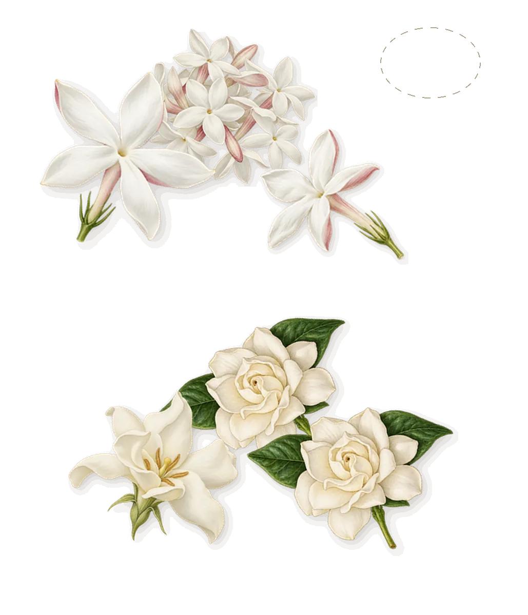 Detour, as it settles: Jasmine, Gardenia, Tiare blossom