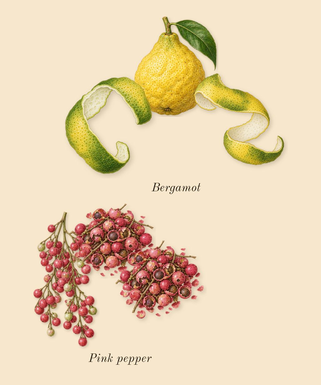 Only Human, top notes: Pink pepper, Bergamot