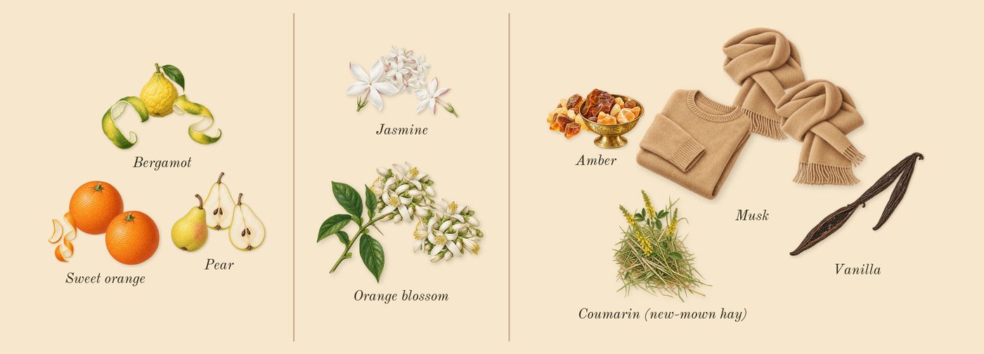 Basic Union’s scent picture, a draft: pear, sweet orange, bergamot, orange blossom, jasmine, amber drawn so far; dashed outlines where nothing is drawn yet