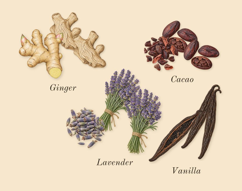 Silent Melody, top notes: Vanilla, Lavender, Cacao, Ginger