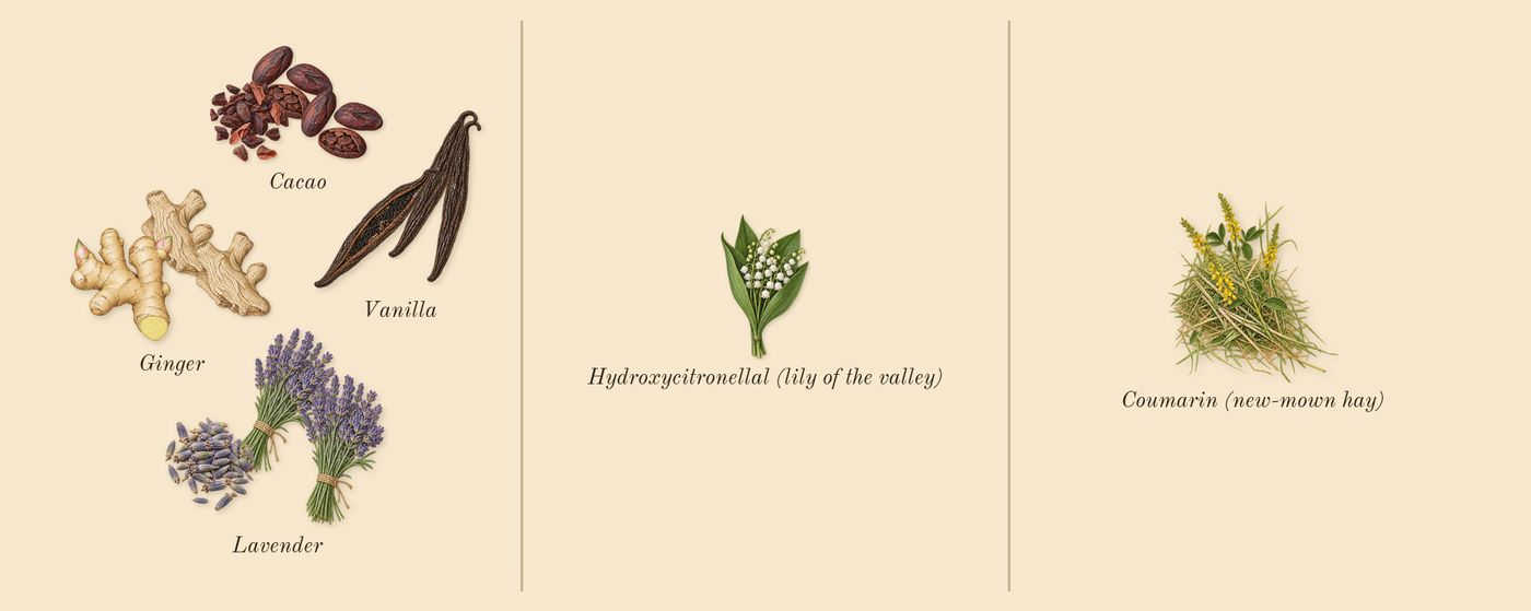 Silent Melody’s scent picture, a draft: vanilla, lavender, cacao, ginger, coumarin (new-mown hay), hydroxycitronellal (lily of the valley) drawn so far; dashed outlines where nothing is drawn yet