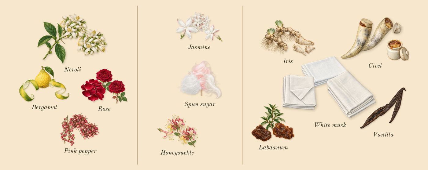 Sweet Addict’s scent picture, a draft: bergamot, neroli, pink pepper, rose, jasmine, honeysuckle drawn so far; dashed outlines where nothing is drawn yet