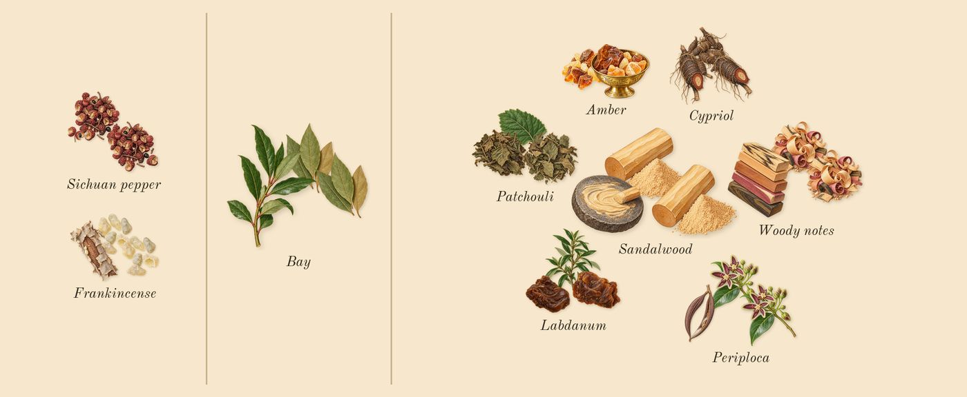 Opus VI’s scent picture, a draft: sichuan pepper, frankincense, bay, periploca, cypriol, patchouli drawn so far; dashed outlines where nothing is drawn yet