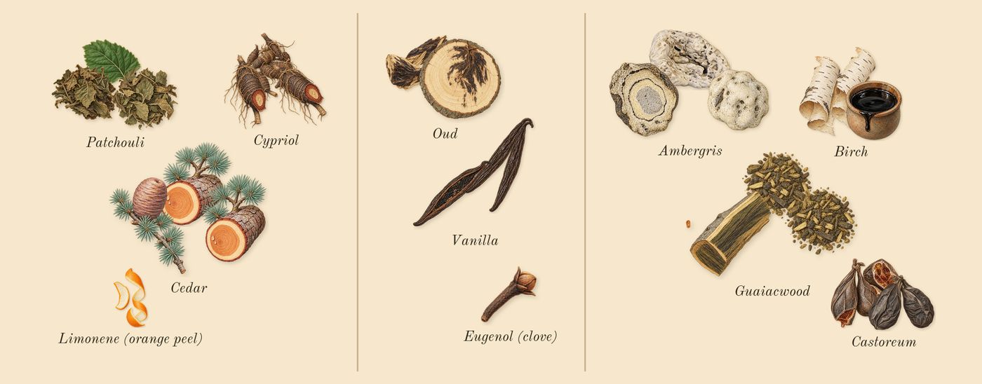 Opus XIII Silver Oud’s scent picture, a draft: patchouli, cypriol, cedar, oud, vanilla, ambergris drawn so far; dashed outlines where nothing is drawn yet