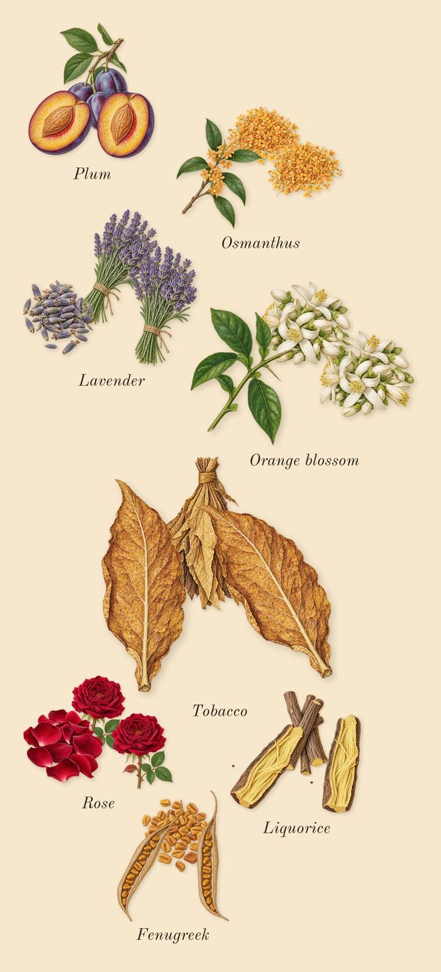 Opus XIV Royal Tobacco, heart: Tobacco, Liquorice, Lavender, Plum, Fenugreek, Orange blossom, Osmanthus, Rose