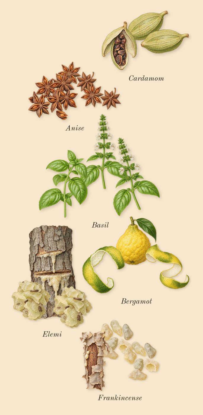 Opus XIV Royal Tobacco, top notes: Frankincense, Elemi, Cardamom, Anise, Basil, Bergamot