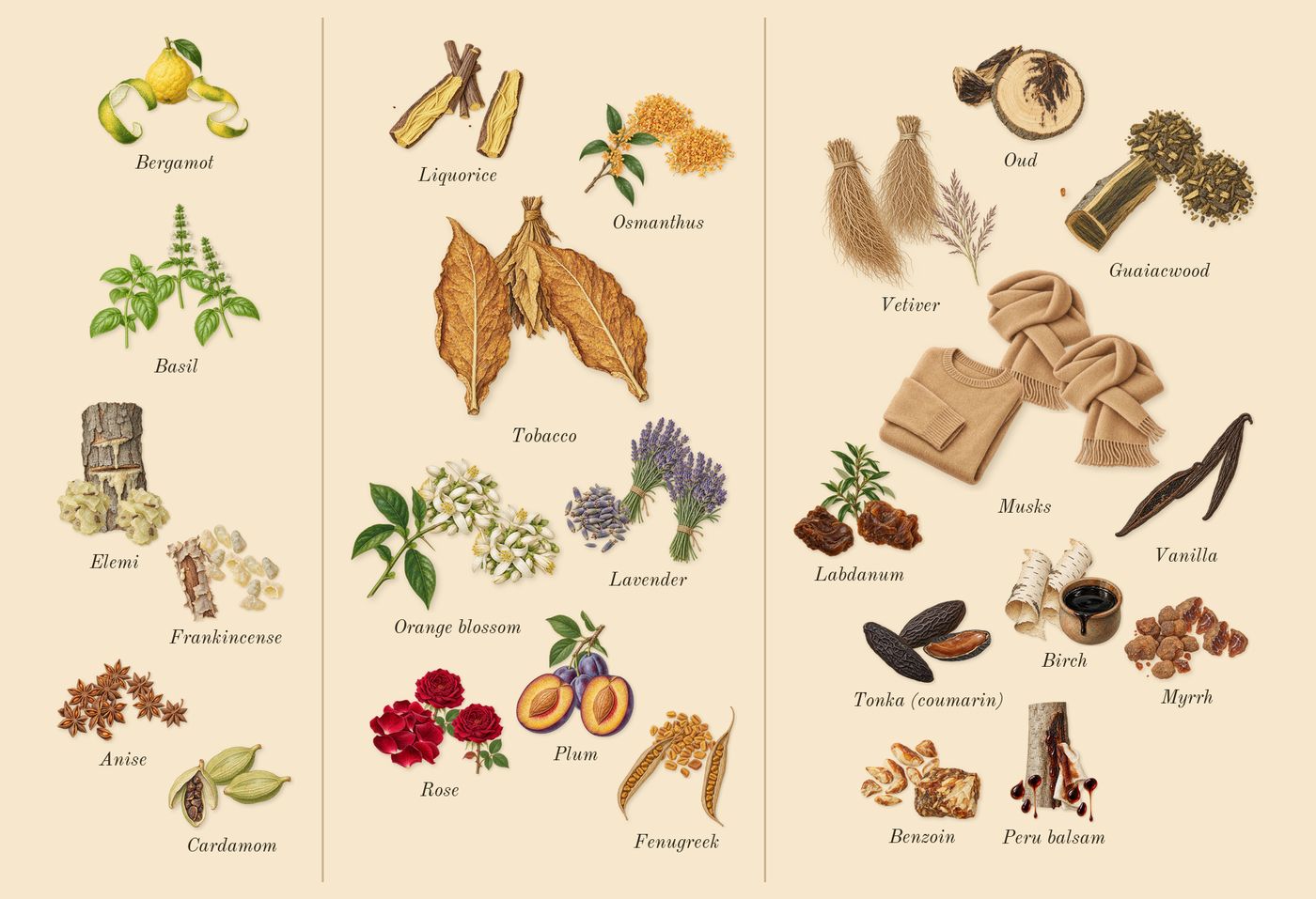 Opus XIV Royal Tobacco’s scent picture, a draft: frankincense, elemi, cardamom, anise, basil, bergamot drawn so far; dashed outlines where nothing is drawn yet