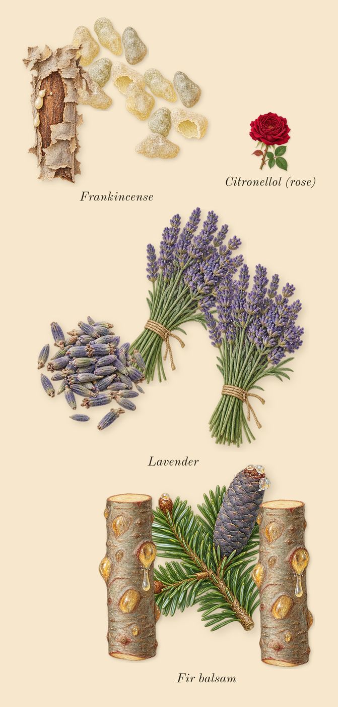 Opus XVI Timber, heart: Lavender, Fir balsam, Frankincense, Citronellol (rose)