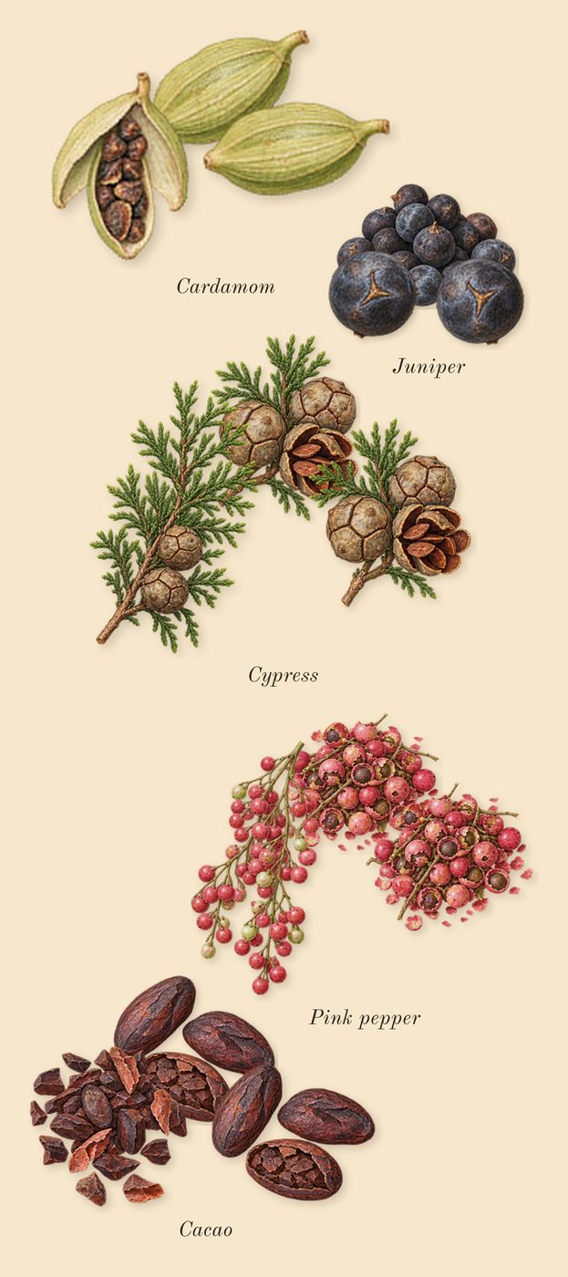 Opus XVI Timber, top notes: Cypress, Cardamom, Juniper, Pink pepper, Cacao