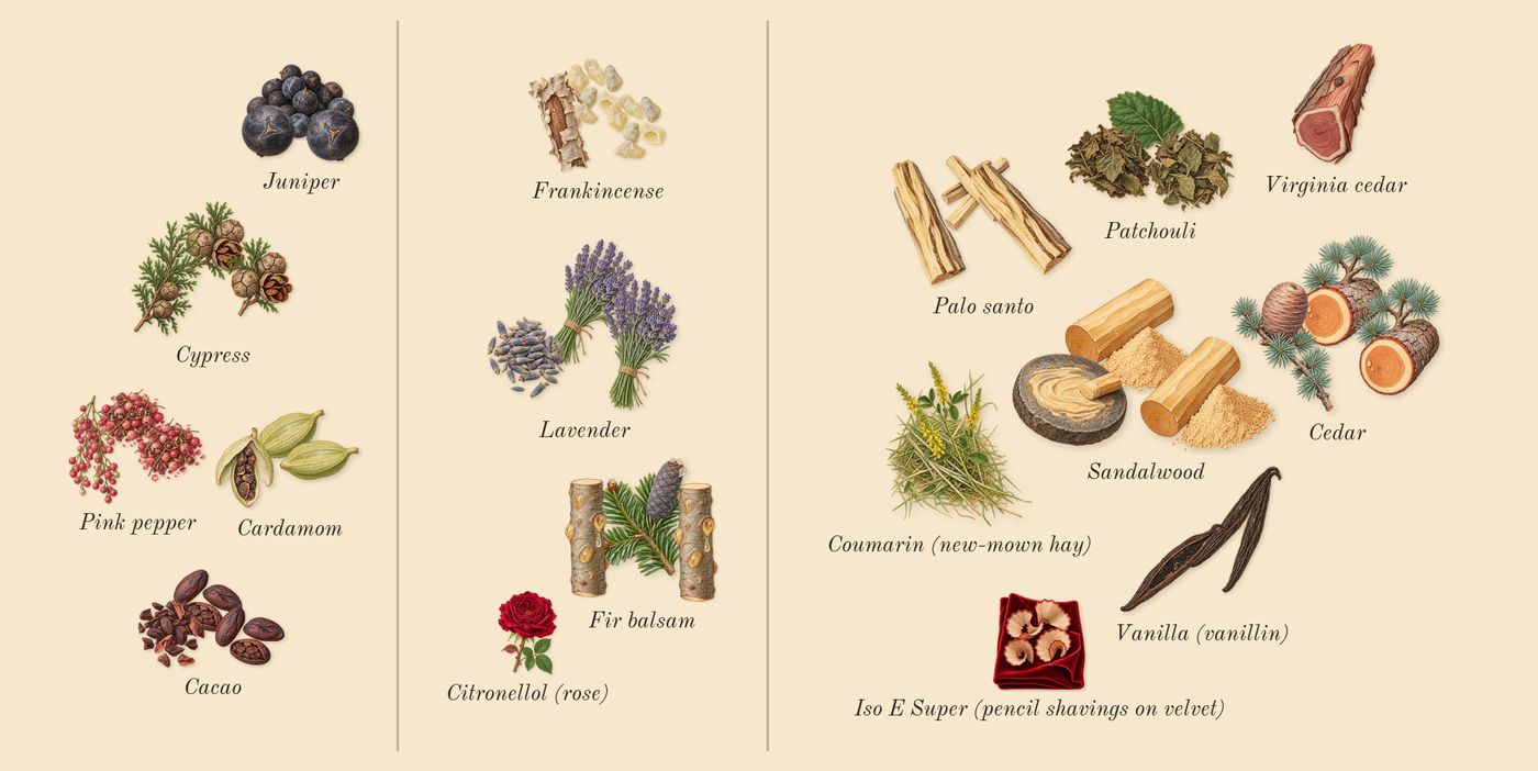 Opus XVI Timber’s scent picture, a draft: cypress, cardamom, juniper, pink pepper, cacao, lavender drawn so far; dashed outlines where nothing is drawn yet