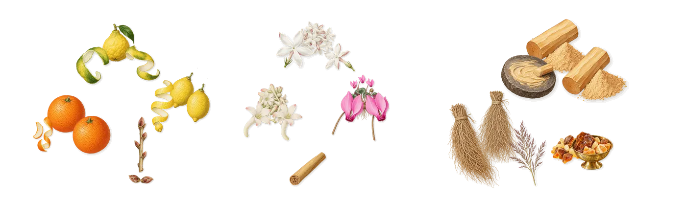 Côte d'Azur’s scent picture, a draft: lemon, blackcurrant, bergamot, sweet orange, tuberose, cyclamen drawn so far; dashed outlines where nothing is drawn yet