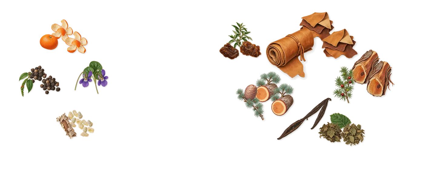 Cuoium’s scent picture, a draft: leather, frankincense, violet, mandarin, black pepper, cade drawn so far; dashed outlines where nothing is drawn yet