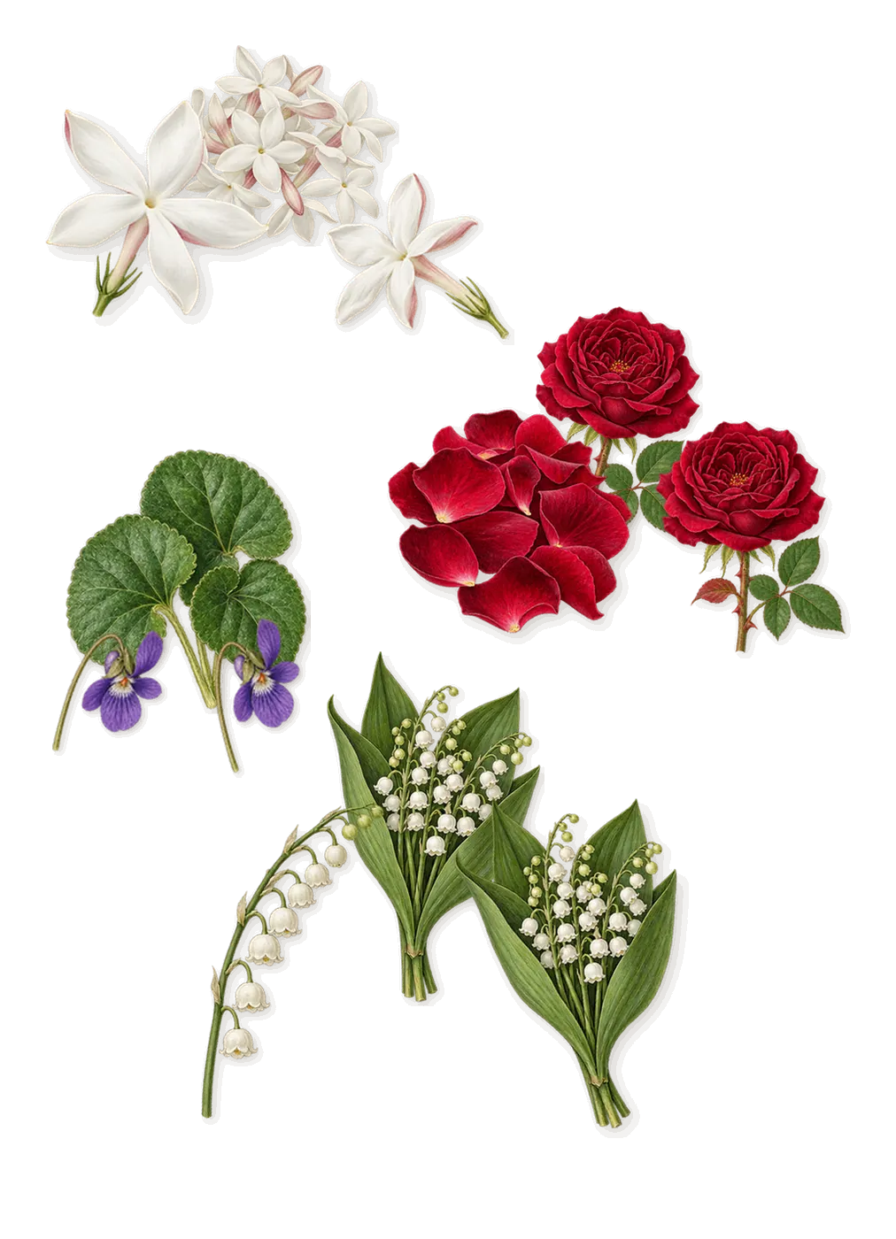Bella Blanca, as it settles: Violet, Jasmine, Rose, Lily of the valley