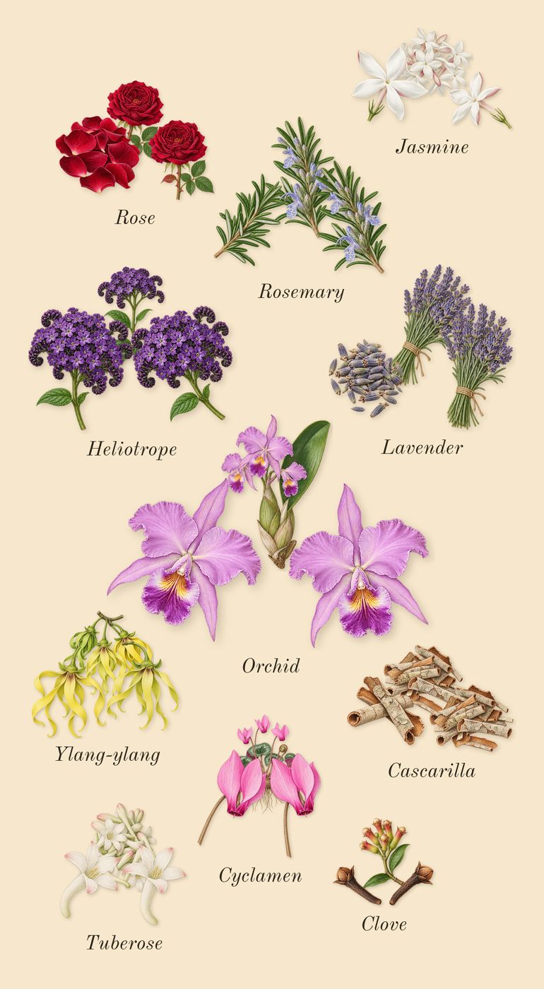 Oscar, heart: Ylang-ylang, Jasmine, Tuberose, Rose, Rosemary, Cyclamen, Lavender, Orchid, Cascarilla, Heliotrope, Clove