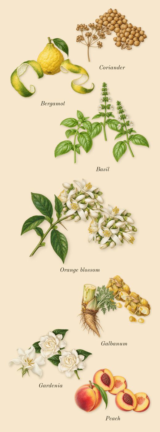 Oscar, top notes: Orange blossom, Basil, Coriander, Galbanum, Peach, Gardenia, Bergamot